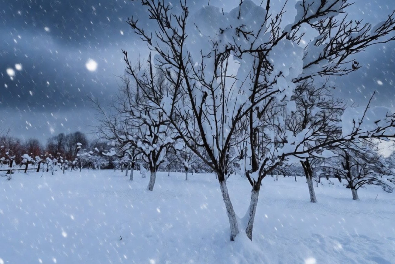 Szükséges-e lerázni a havat az ágakról a kertben: ne feledje, mit tanácsol a tapasztalt kertészek Szükséges-e lerázni a havat az ágakról a kertben: ne feledje, mit tanácsol a tapasztalt kertészek