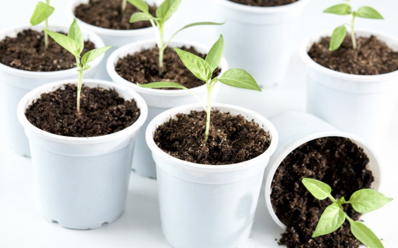 Hogyan lehet megakadályozni, hogy a palánták kinyúljanak otthon: tapasztalt kertészek bevált technikái Hogyan lehet megakadályozni, hogy a palánták kinyúljanak otthon: tapasztalt kertészek bevált technikái