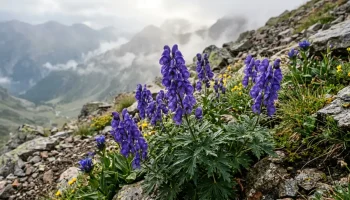 Kék sisakvirág közeli képe a spanyolországi Pireneusok hegyi környezetében, reggeli párában.